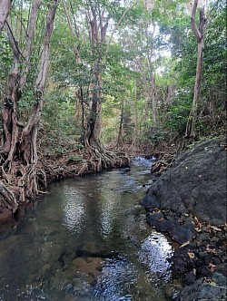 Dominica