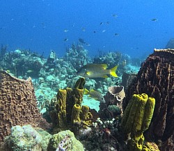 Reef