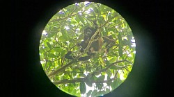 Spidermonkey